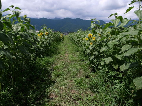 f:id:gzutetsu:20090811105355j:image