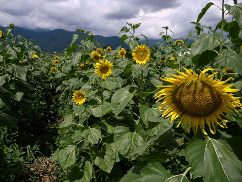 f:id:gzutetsu:20090811105546j:image