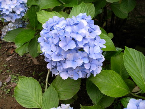 f:id:gzutetsu:20090811123106j:image