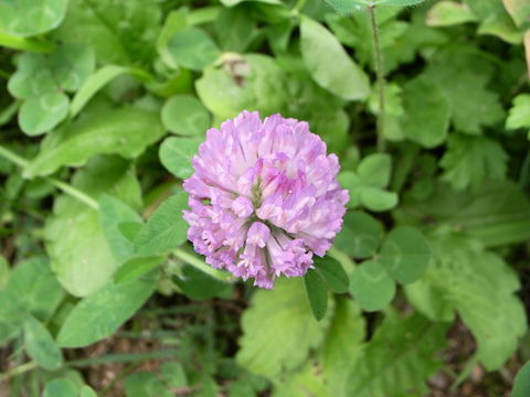 f:id:gzutetsu:20090811123611j:image