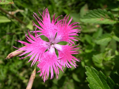 f:id:gzutetsu:20090811125550j:image