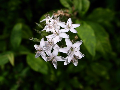 f:id:gzutetsu:20090811125928j:image