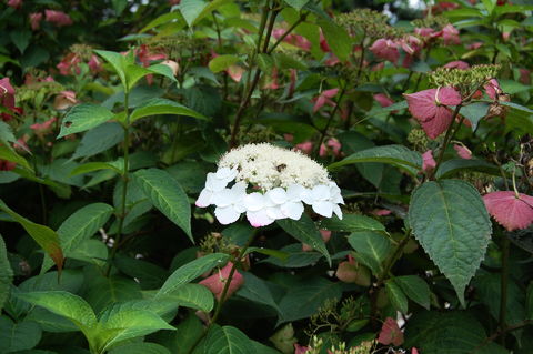 f:id:gzutetsu:20090811131322j:image