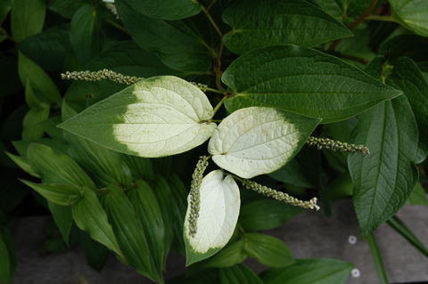 f:id:gzutetsu:20090811141606j:image