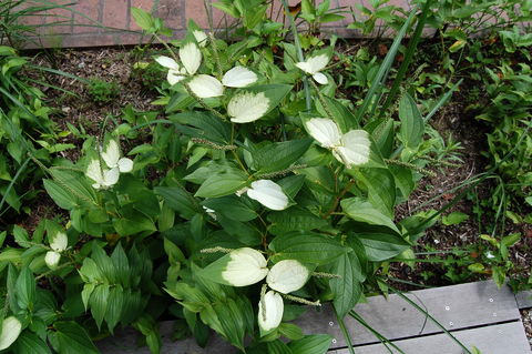 f:id:gzutetsu:20090811141610j:image