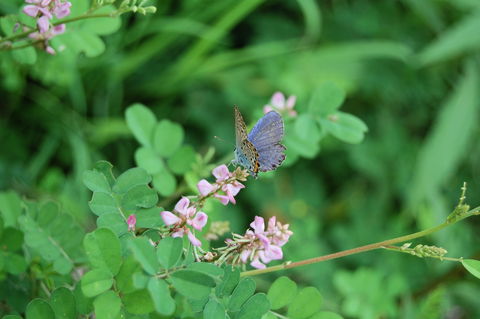 f:id:gzutetsu:20090811145130j:image