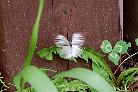f:id:gzutetsu:20090813141012j:image