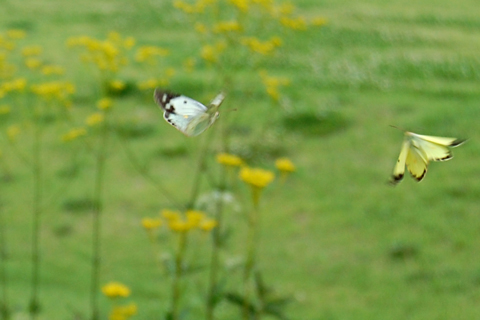 f:id:gzutetsu:20090813141013j:image