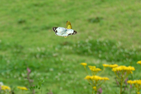 f:id:gzutetsu:20090813141014j:image