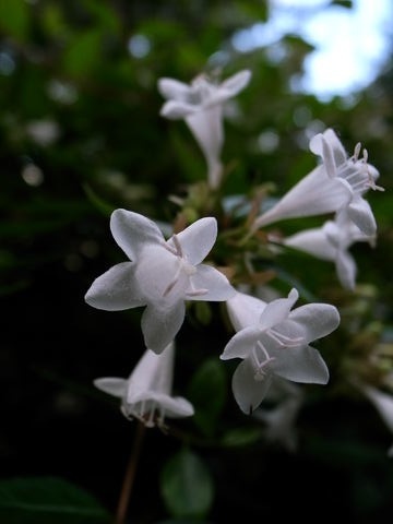 f:id:gzutetsu:20090815154656j:image