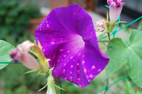 f:id:gzutetsu:20090822124921j:image