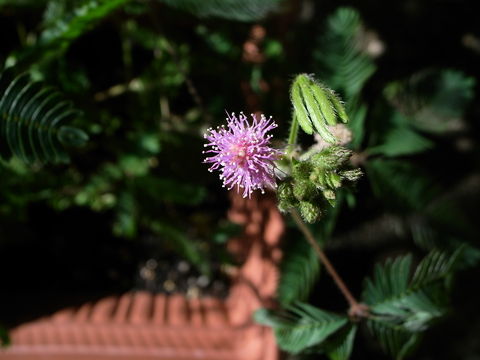 f:id:gzutetsu:20090823075916j:image