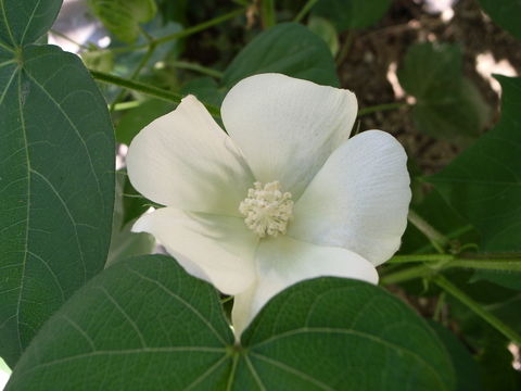 f:id:gzutetsu:20090823081454j:image