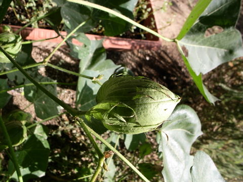 f:id:gzutetsu:20090913082708j:image
