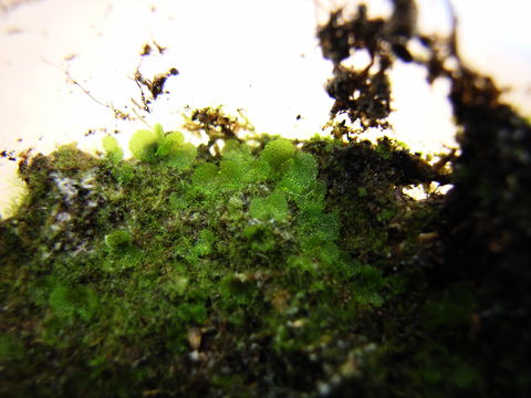 f:id:gzutetsu:20090922144852j:image
