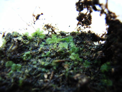 f:id:gzutetsu:20090922144920j:image