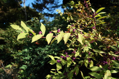 f:id:gzutetsu:20090922145426j:image f:id:gzutetsu:20090922145426j:image