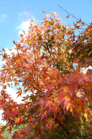 f:id:gzutetsu:20090922145438j:image f:id:gzutetsu:20090922145438j:image