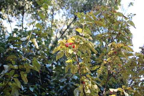 f:id:gzutetsu:20090922145449j:image f:id:gzutetsu:20090922145449j:image
