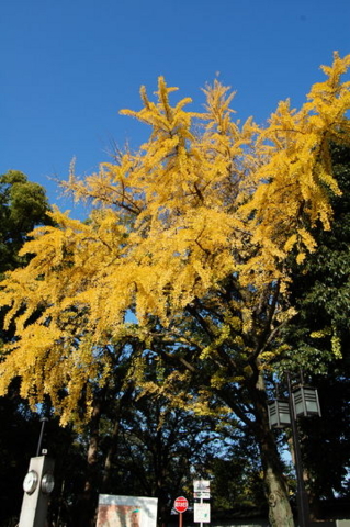 f:id:gzutetsu:20090922145504j:image f:id:gzutetsu:20090922145504j:image