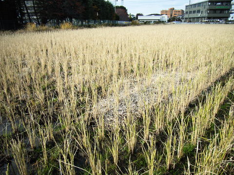 f:id:gzutetsu:20090922145511j:image