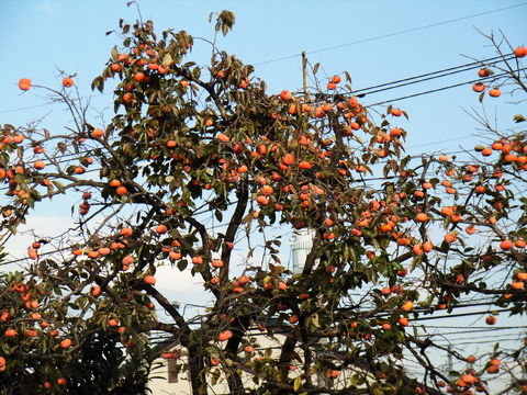 f:id:gzutetsu:20090922145512j:image