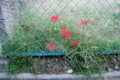 20090927065415