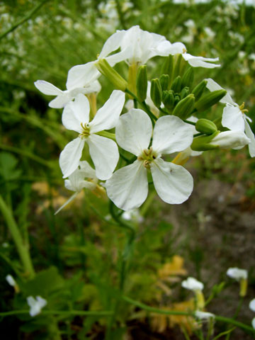 f:id:gzutetsu:20091020002401j:image