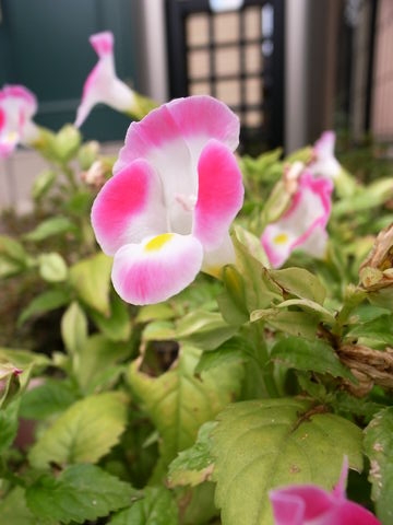 f:id:gzutetsu:20091025122556j:image