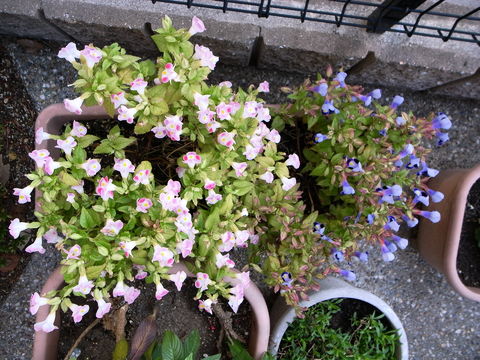 f:id:gzutetsu:20091030080234j:image