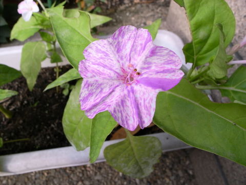 f:id:gzutetsu:20091101083023j:image