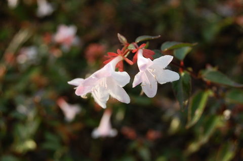 f:id:gzutetsu:20091115153240j:image