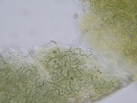 f:id:gzutetsu:20091121210022j:image f:id:gzutetsu:20091121210022j:image