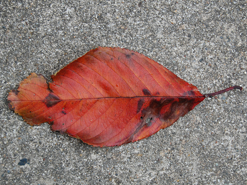 f:id:gzutetsu:20091205113139j:image