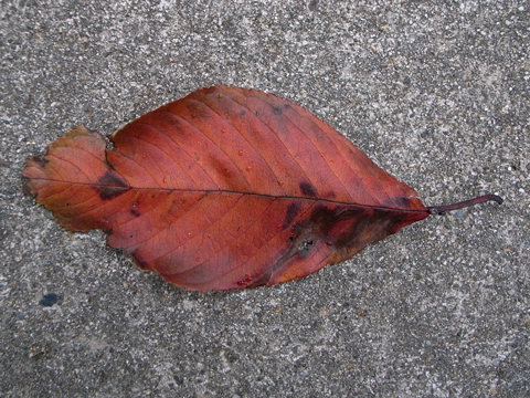 f:id:gzutetsu:20091205113144j:image