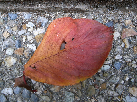 f:id:gzutetsu:20091205113145j:image