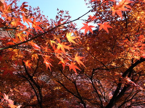 f:id:gzutetsu:20091206100112j:image