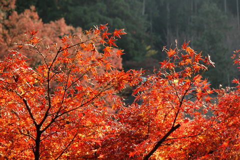 f:id:gzutetsu:20091206101006j:image