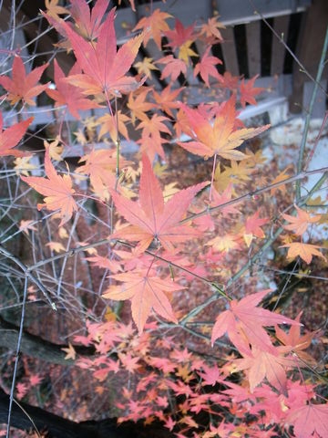 f:id:gzutetsu:20091206101246j:image