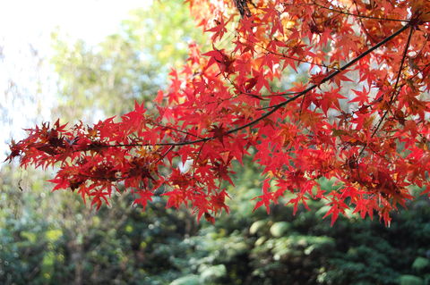 f:id:gzutetsu:20091206102529j:image