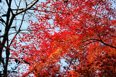 f:id:gzutetsu:20091206102758j:image