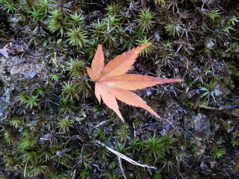 f:id:gzutetsu:20091206102805j:image