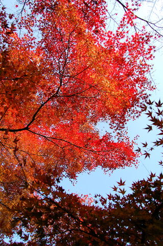 f:id:gzutetsu:20091206103435j:image