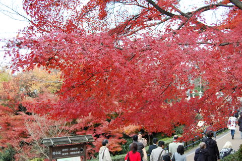 f:id:gzutetsu:20091206110238j:image