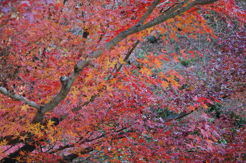 f:id:gzutetsu:20091206150805j:image