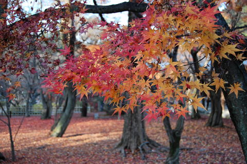 f:id:gzutetsu:20091206153026j:image