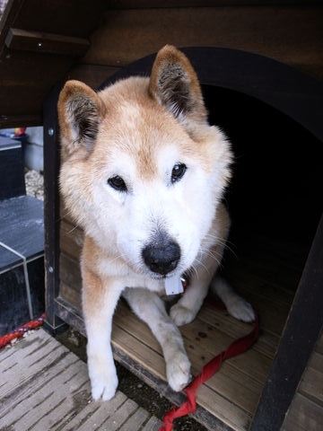 f:id:gzutetsu:20100102133625j:image