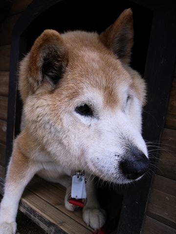 f:id:gzutetsu:20100102133713j:image
