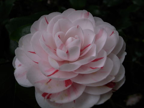 f:id:gzutetsu:20100320134501j:image