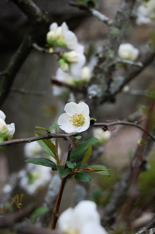 f:id:gzutetsu:20100320134717j:image